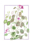 Lunaria, 30 x 40 cm. inclusief passe-partout € 60,--