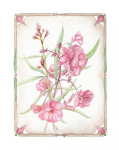 Oleander, 30 x 40 cm. inclusief passe-partout € 60,--