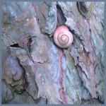 Populier, olie op doek, 70 x 70 cm    Verkocht