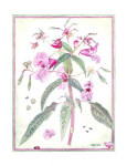 Balsemien, 30 x 40 cm. inclusief passe-partout € 60,--